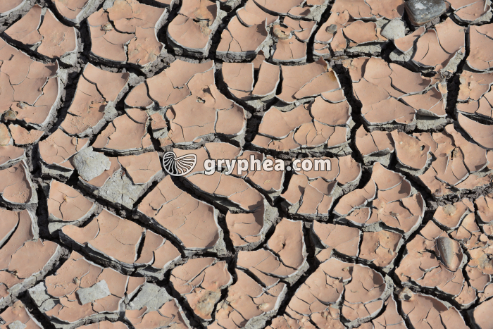 Fentes de dessication dans l'argile - gryphea.com